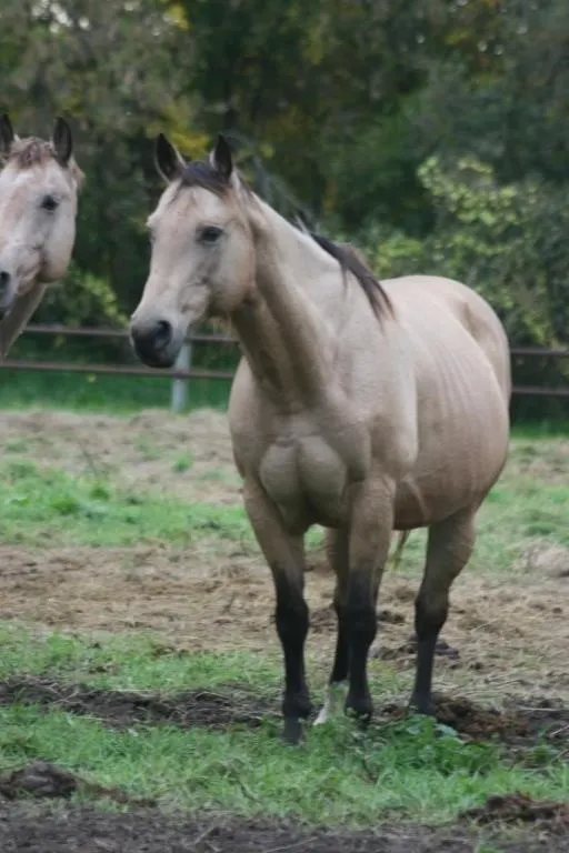 YO COUNTRY FROST 2010 AQHA BUCKSKIN MARE