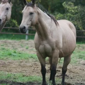 YO COUNTRY FROST 2010 AQHA BUCKSKIN MARE