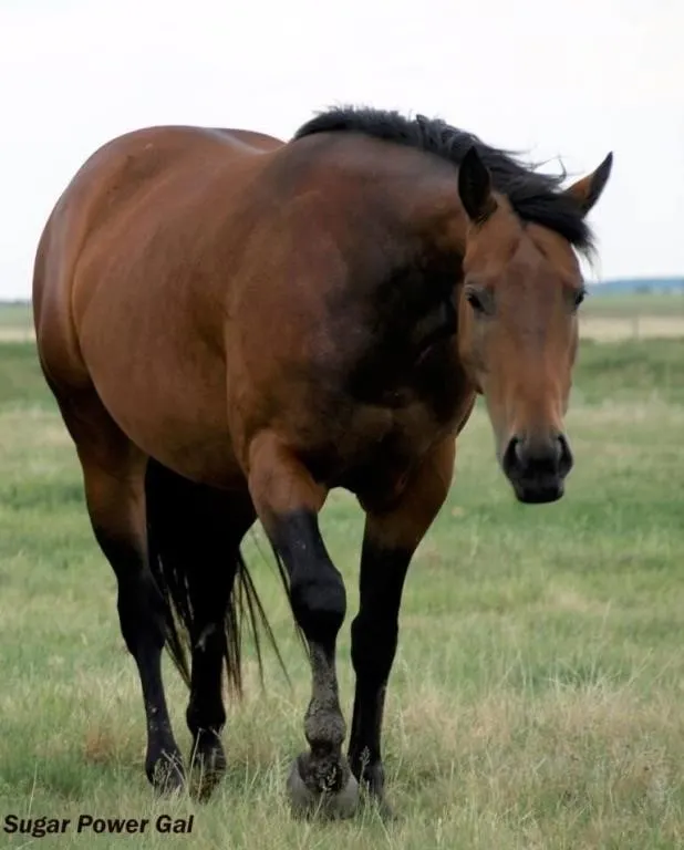 SUGAR POWER GAL 2010 AQHA BAY MARE