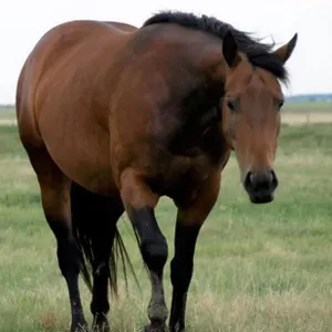 SUGAR POWER GAL 2010 AQHA BAY MARE