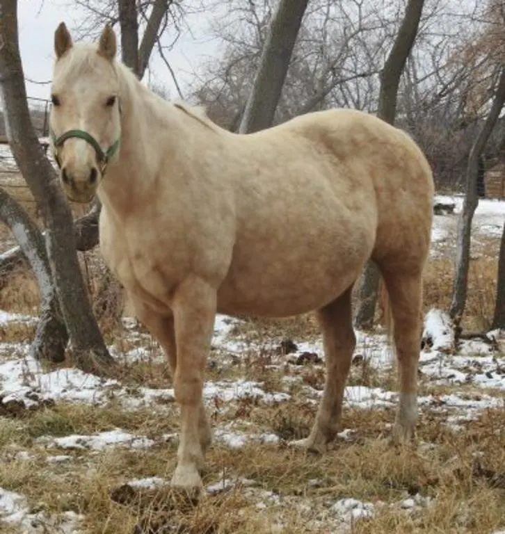 HIGH STYLED DOLL 2008 AQHA PALOMINO MARE