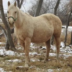 HIGH STYLED DOLL 2008 AQHA PALOMINO MARE