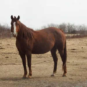 DF A GENUINE GLORY 2007 AQHA SORREL MARE
