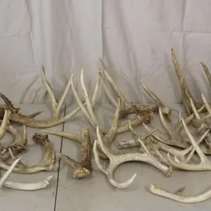 18 Various Deer Antlers