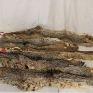 6 Tanned Bobcat Fur Pelts