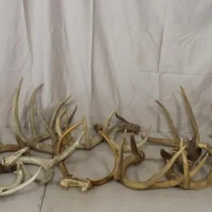 16 Various Deer Antlers