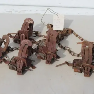 6 Duke No. 2CS Round Jaw Step In Traps