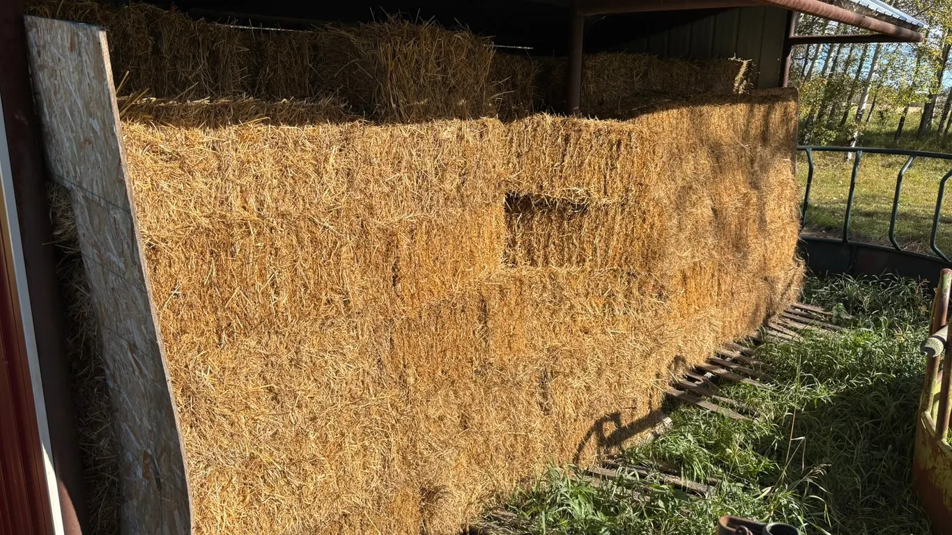 (200) 1ST CUT SQUARE HAY BALES FROM 2026, NO RAIN, AND COVERED (TIMES THE MONEY X 200) BALE FEEDER NOT INCLUDED