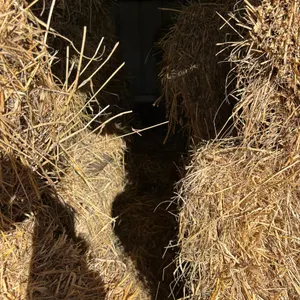 Lot 2010