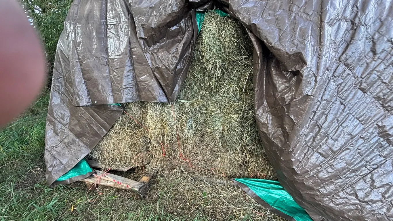 (140) 2ND CUT SQUARE HAY BALES FROM 2026, NO RAIN, AND COVERED (TIMES THE MONEY X 140)