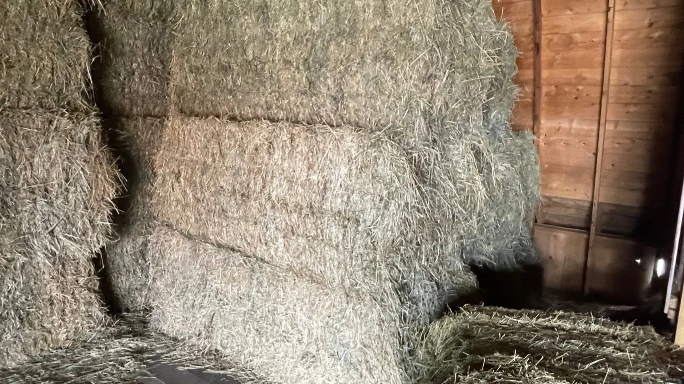 (10) 2026 First Crop 3 X 3 X 7 Large Square Hay Bales