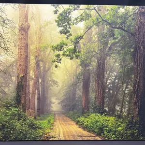 Framed Forest Path Canvas Print Wall Art