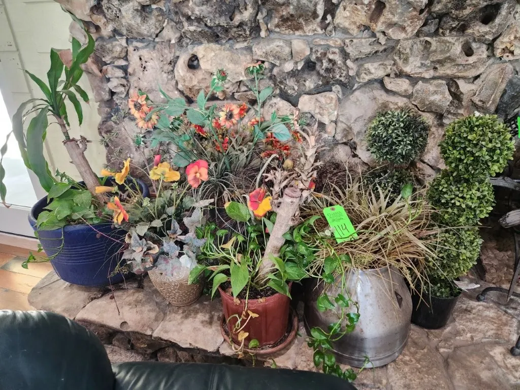 Real & Artificial Plants