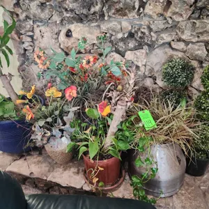 Real & Artificial Plants
