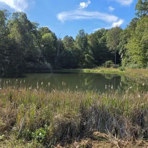 Land with Pond, Willis VA