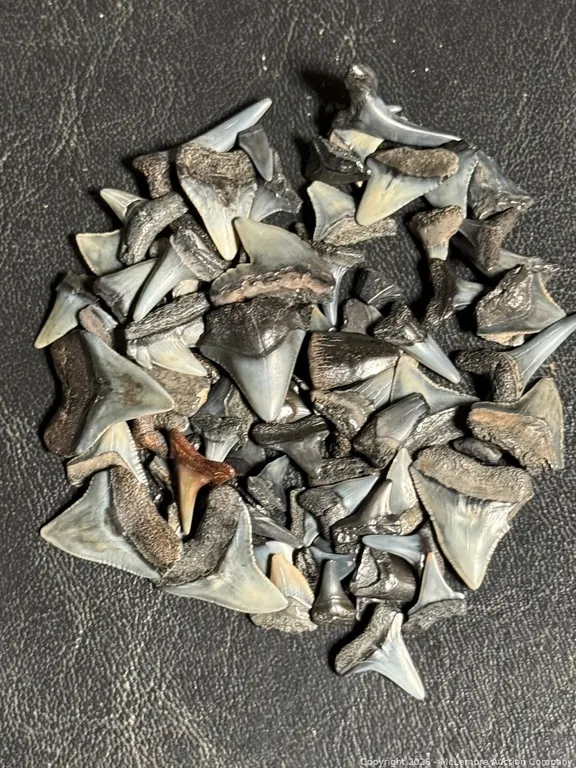 Fossilized Shark Teeth