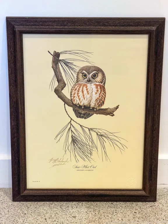 Guy Coheleach Saw-Whet Owl Framed Print