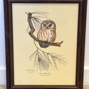 Guy Coheleach Saw-Whet Owl Framed Print