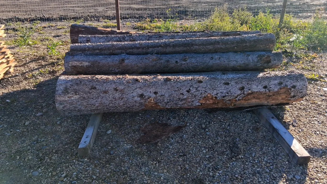 12- 8FT Dry Spruce Firewood Logs