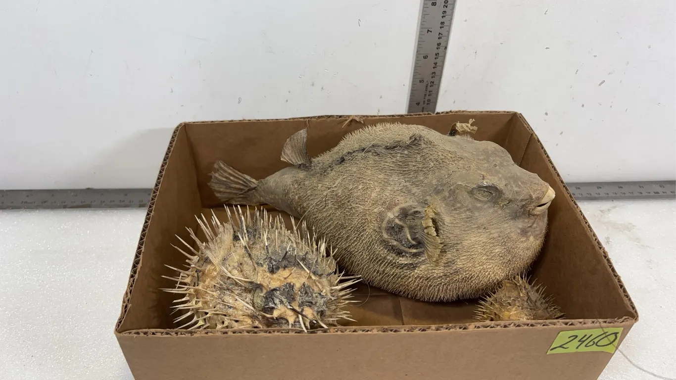 Dried Blowfish, Approx. 3 pce 12"x6"x7", *Unreserved*