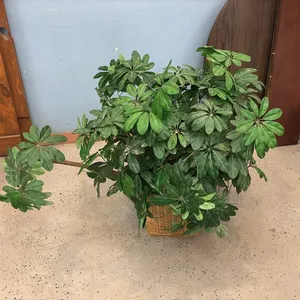 Artifical Plant