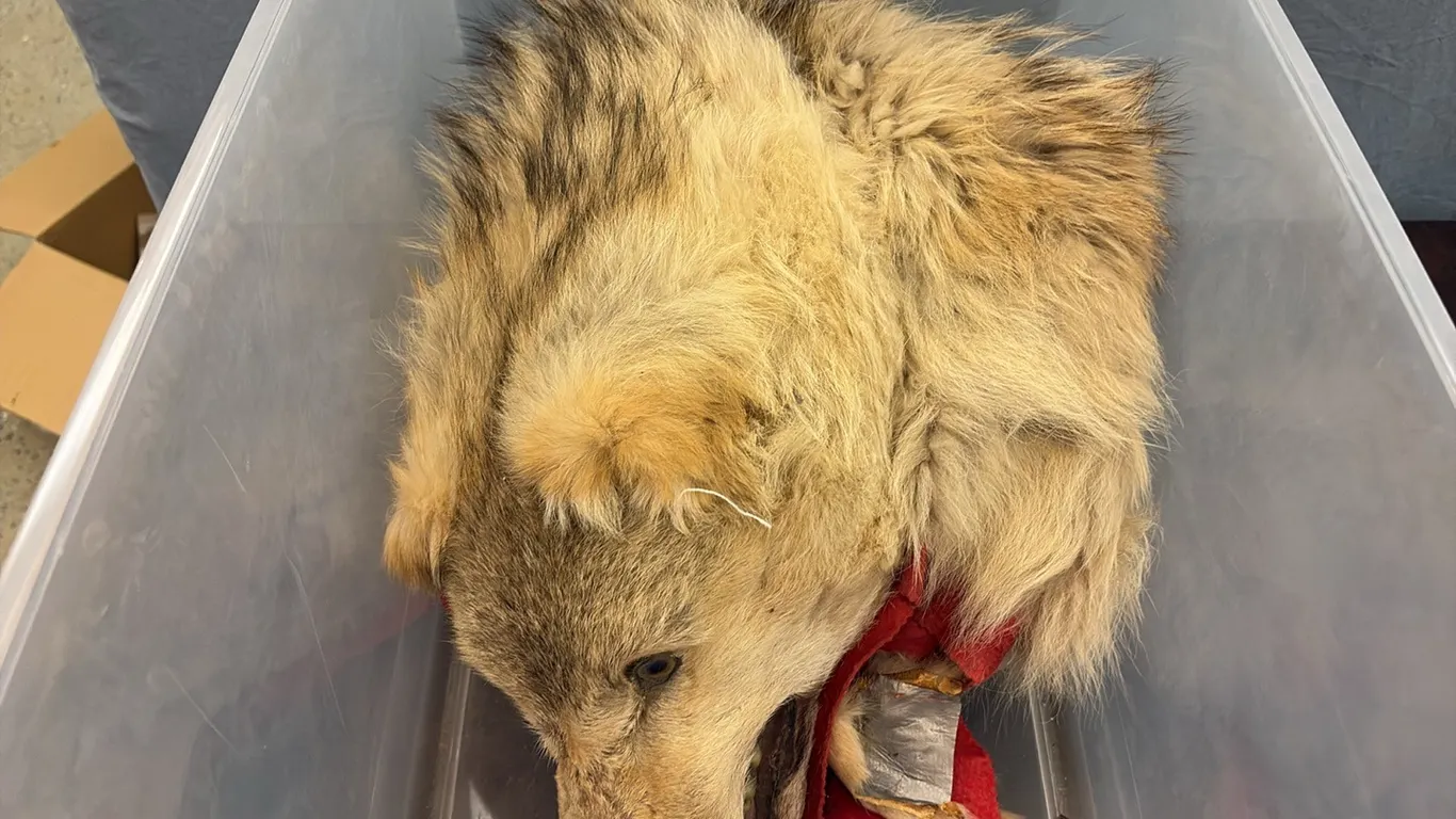Wolf Skin
