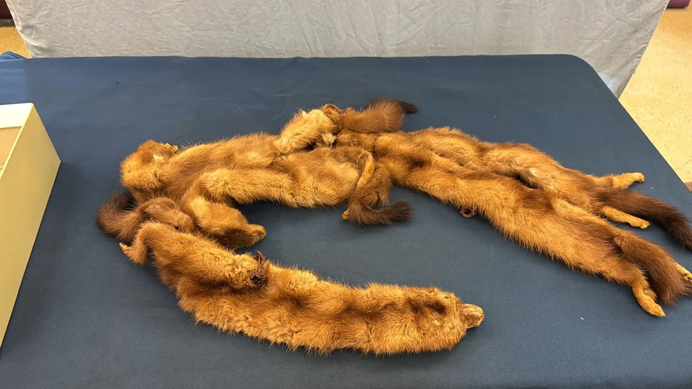 Mink stole