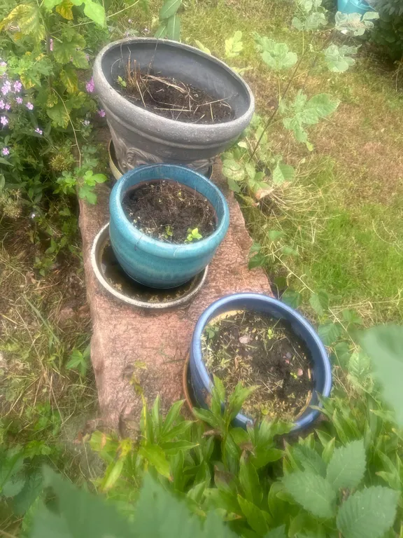 flower pots