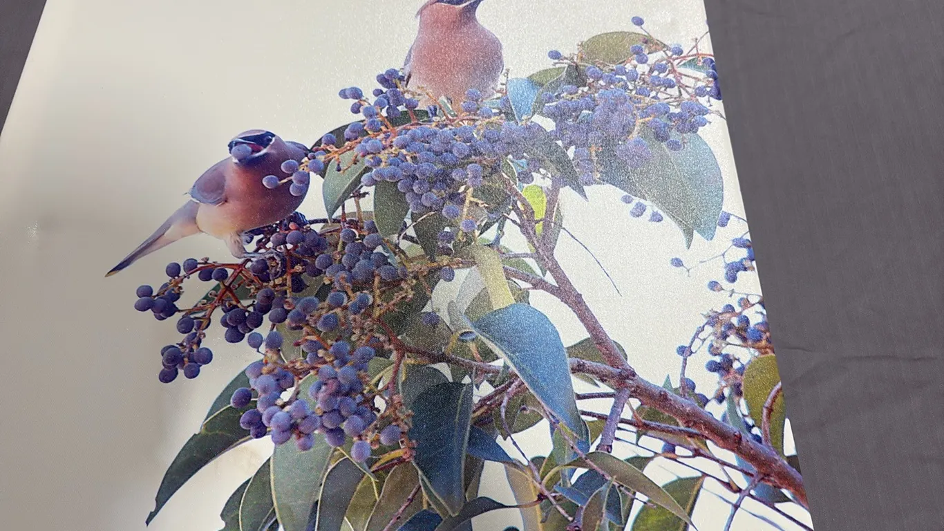 Bird Canvas