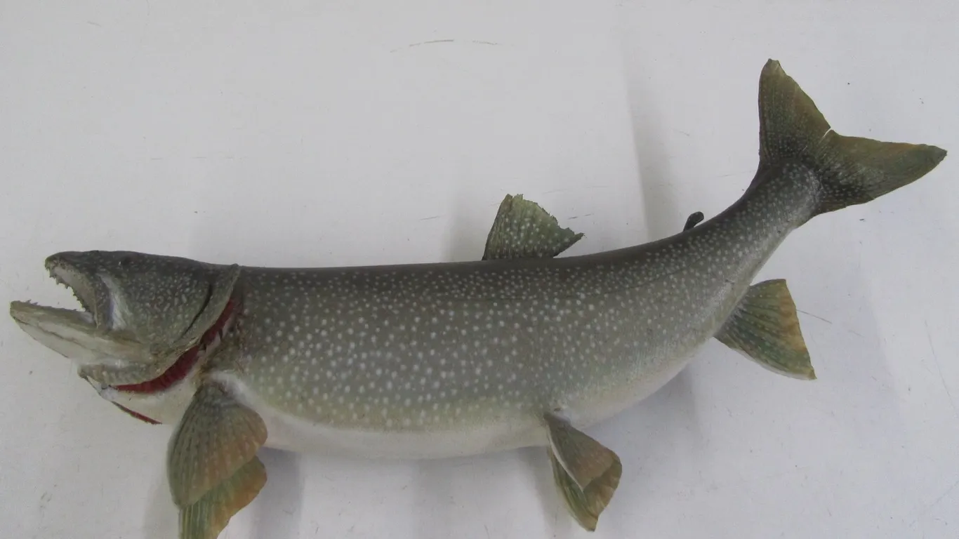 Steelhead Trout Taxidermy