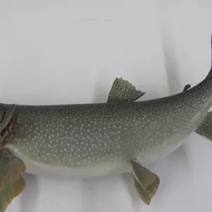 Steelhead Trout Taxidermy