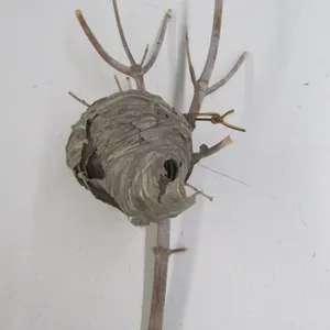 Bee Hive