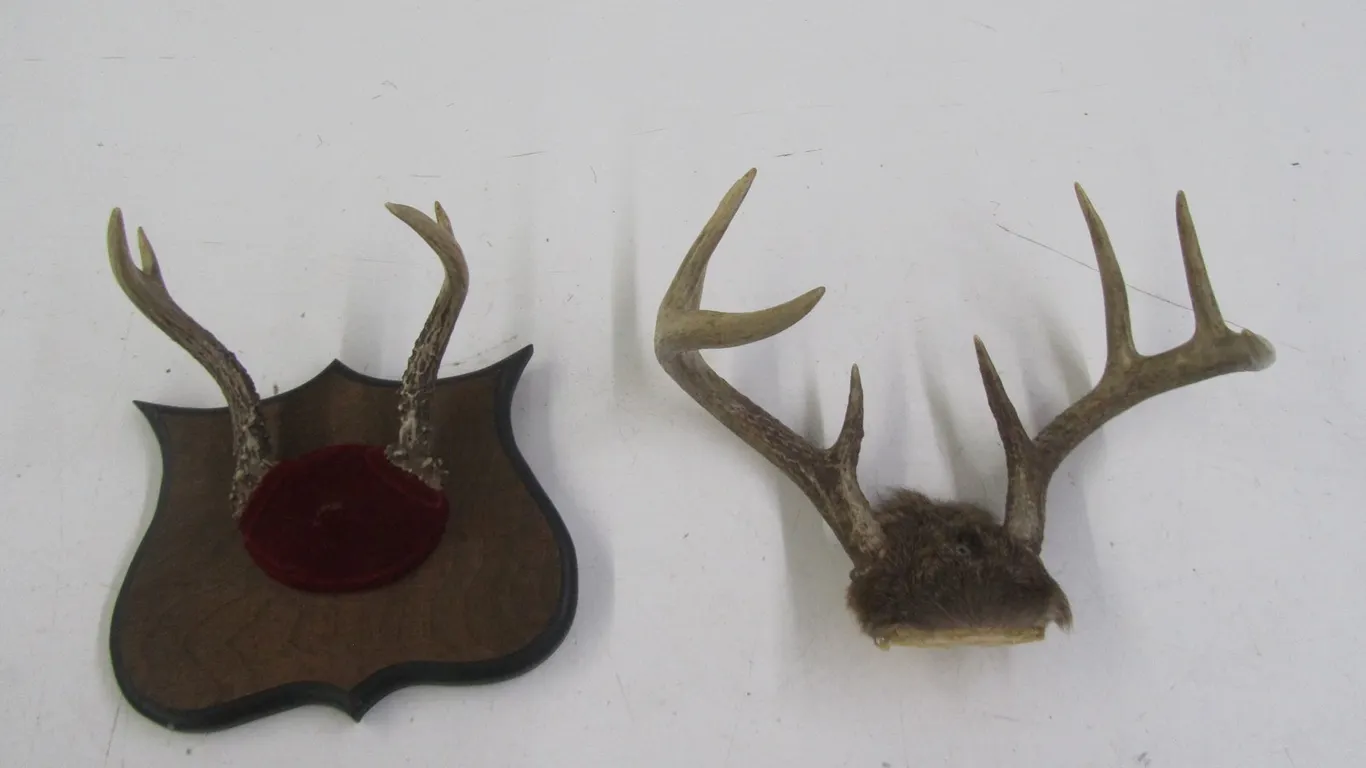 (2) Whitetail Deer Antler Mounts