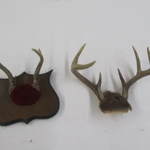 (2) Whitetail Deer Antler Mounts