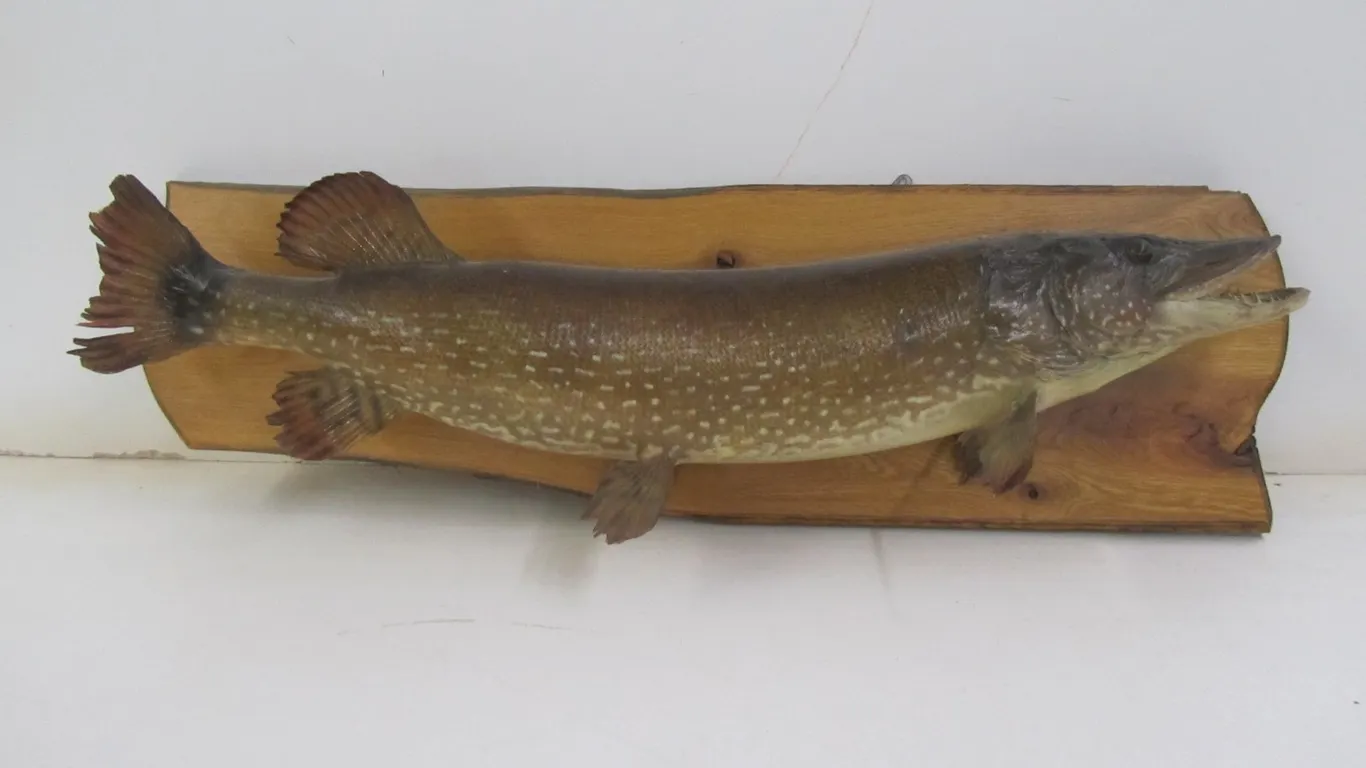 Northern Pike Taxidermy Mount