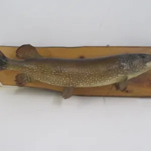 Northern Pike Taxidermy Mount