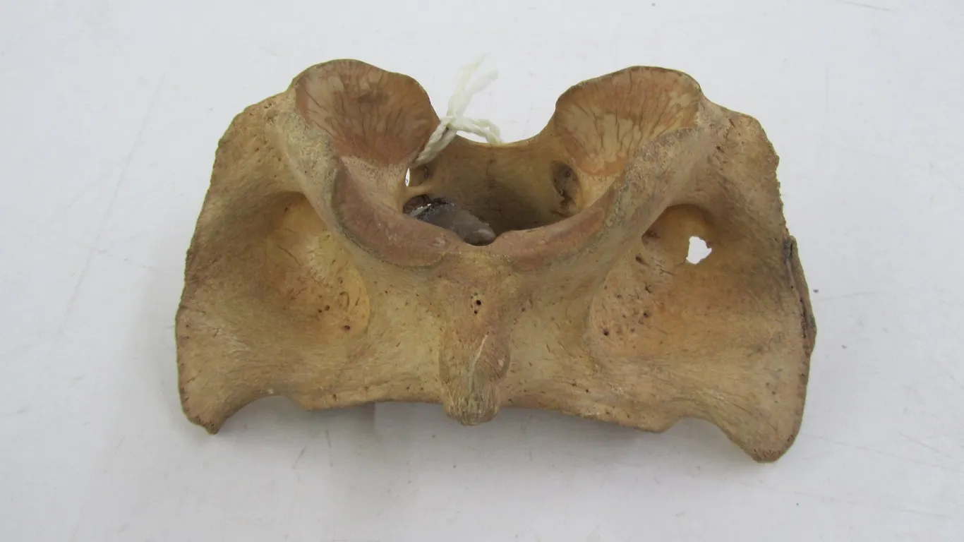 Buffalo Vertebrae w/Arrowhead In It