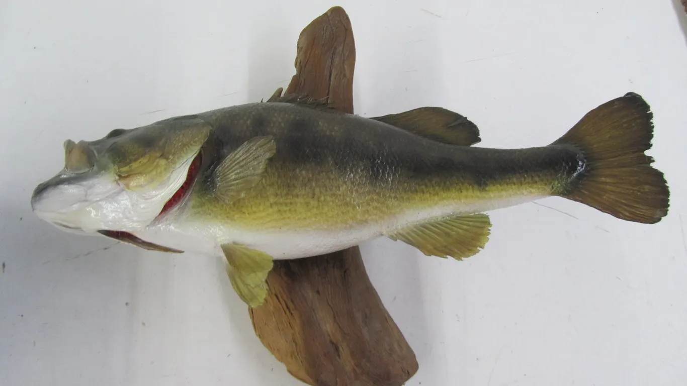 Large Mouth Bass Mounted On Driftwood