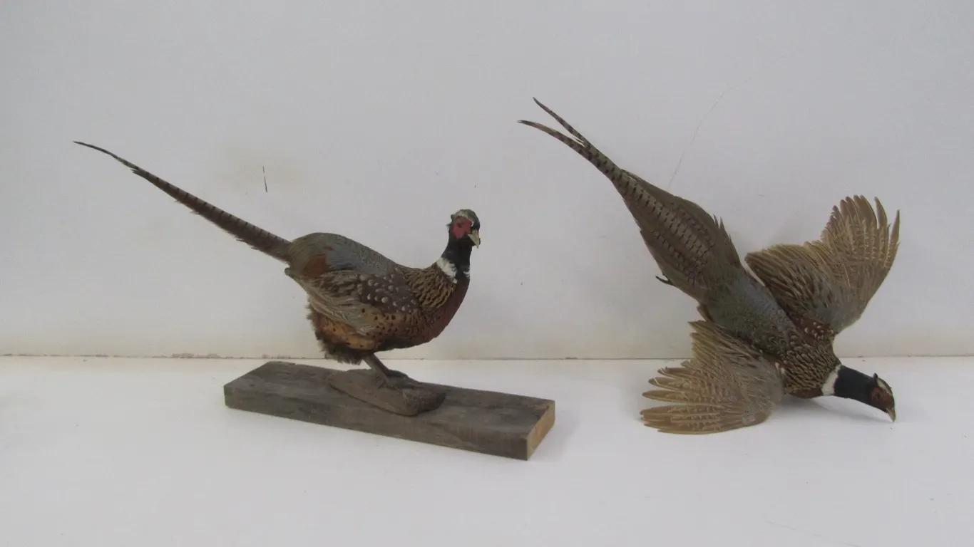 (2) Pheasant Taxidermy Mounts