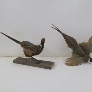 (2) Pheasant Taxidermy Mounts