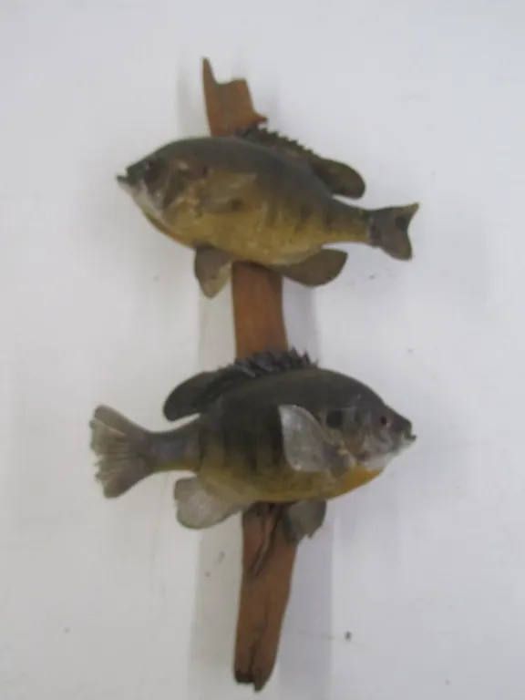 Sunfish Taxidermy On Driftwood