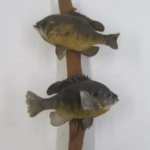 Sunfish Taxidermy On Driftwood