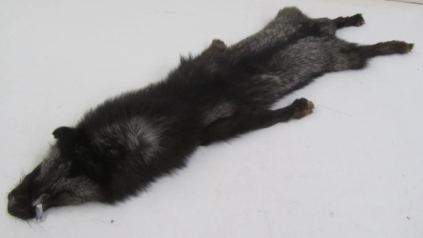 Coyote/Fox Pelt