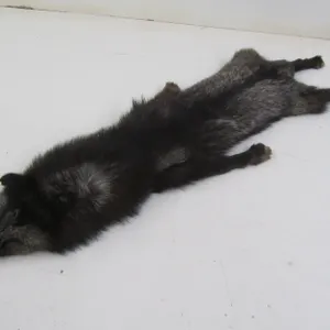 Coyote/Fox Pelt