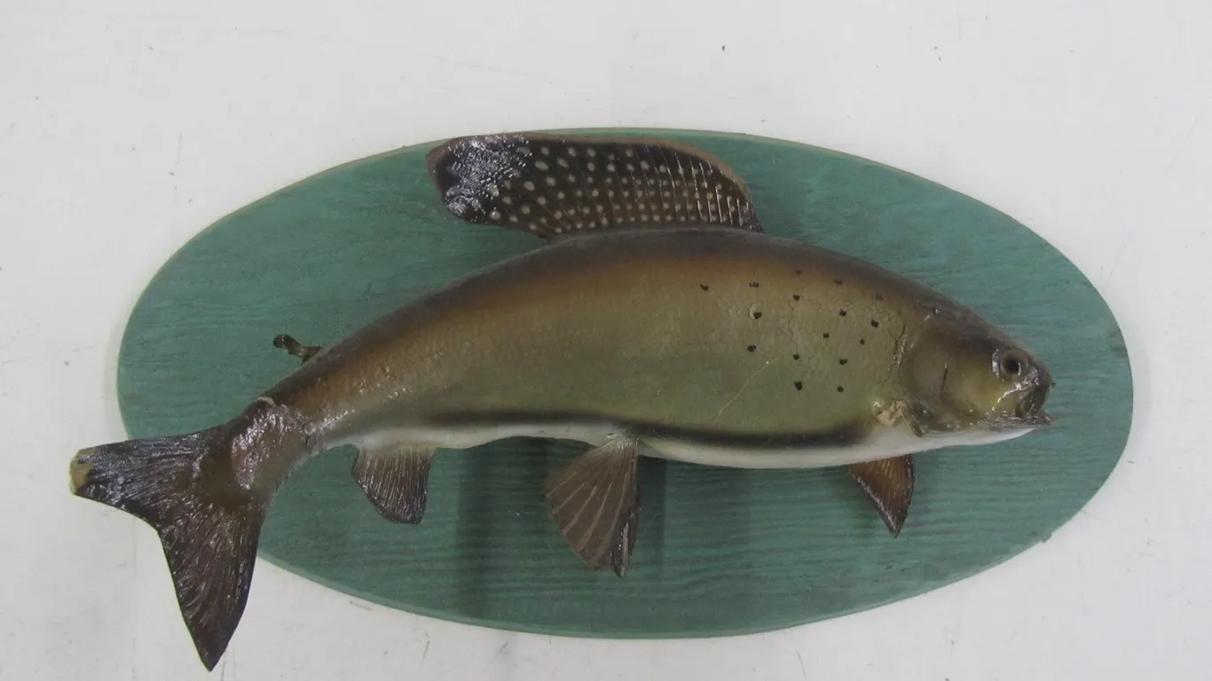 Arctic Grayling Taxidermy Mount