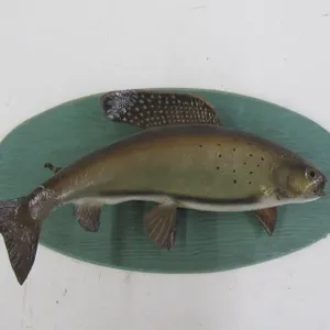 Arctic Grayling Taxidermy Mount