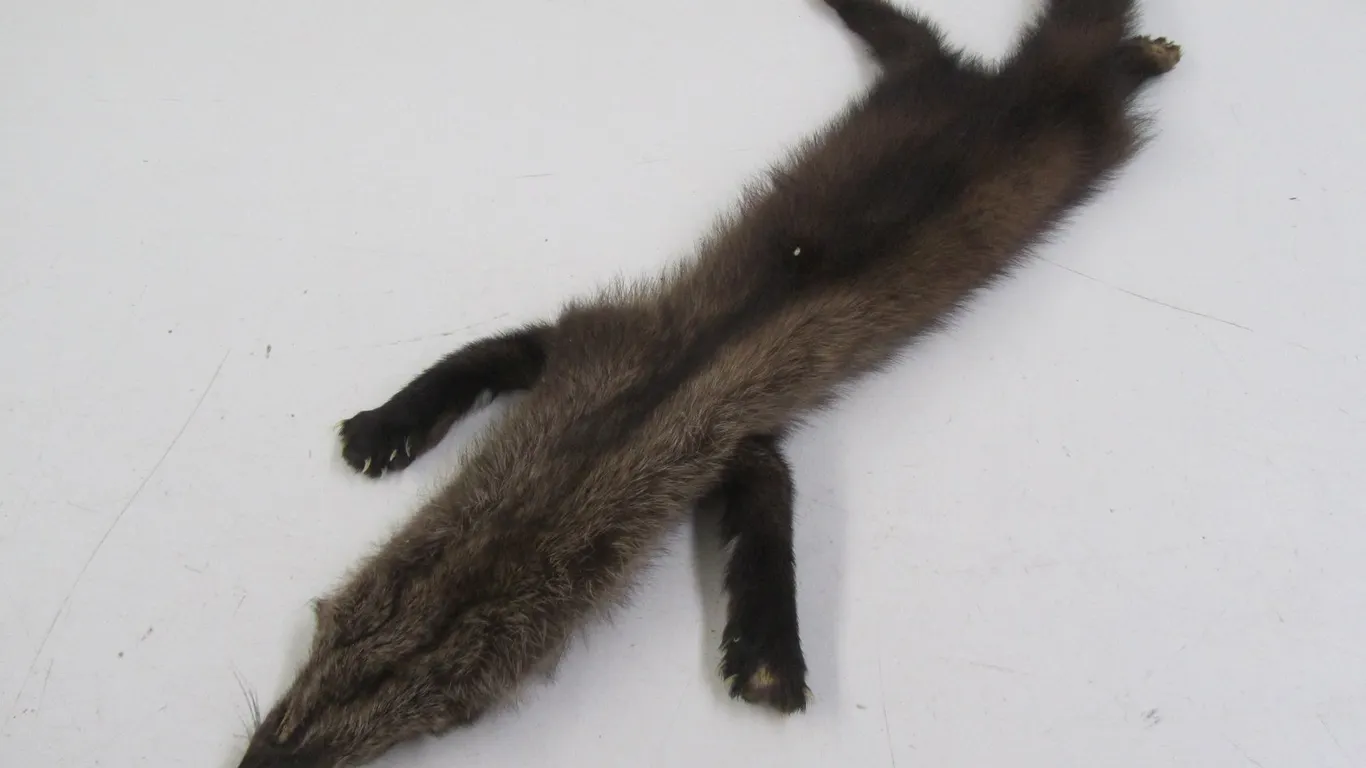 Badger Pelt