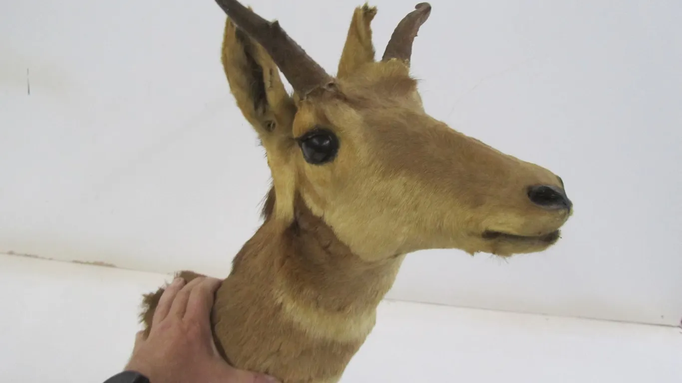 Antelope Taxidermy