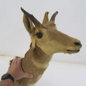 Antelope Taxidermy