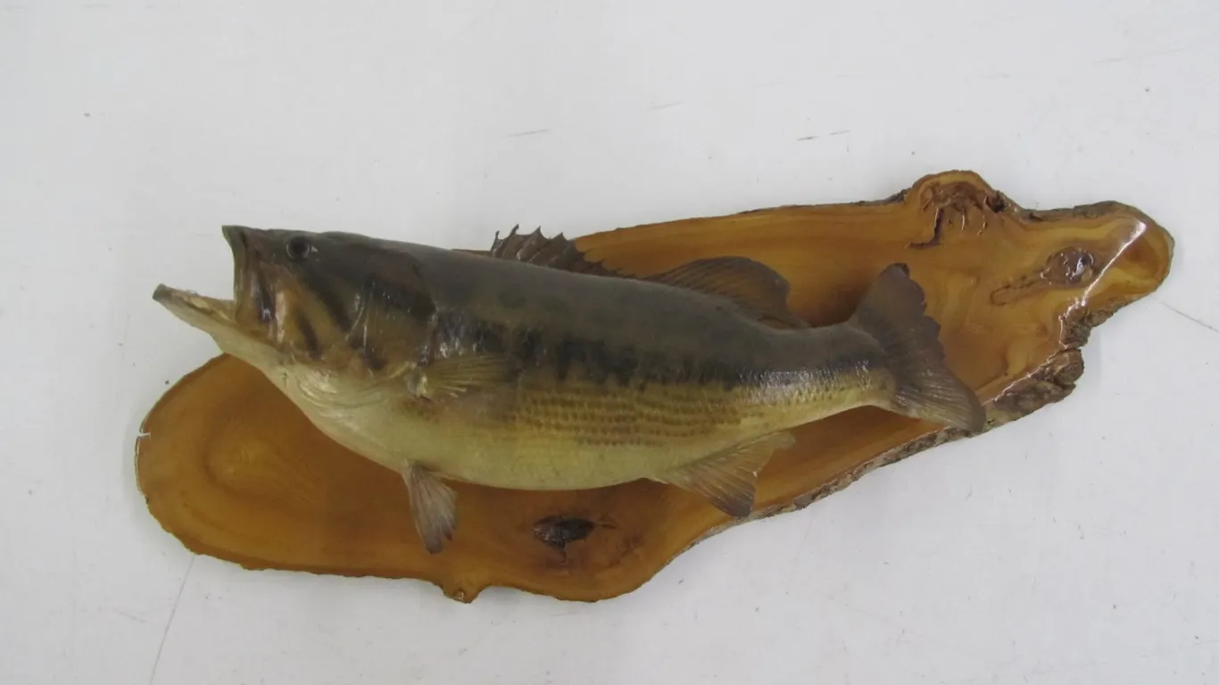 Large Mouth Bass Taxidermy Mount